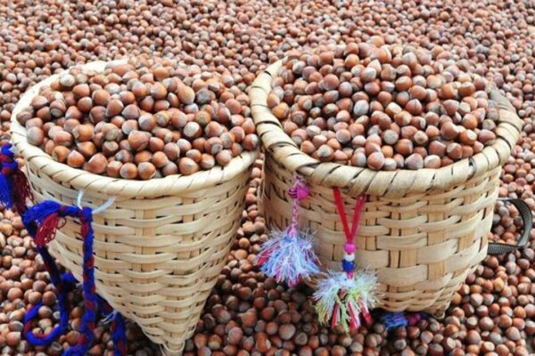 Nutella üreticisi fındık alımını durdurmuştu: Reka...